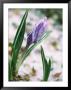 Crocuses In Spring Snow, Braintree, Ma by Steven Emery Limited Edition Print