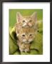 Pair Of Orange Colored Kittens by Richard Stacks Limited Edition Print