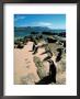 Penguin Colony, South Africa by Jacob Halaska Limited Edition Pricing Art Print