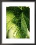 Acer Pseudoplatanus (Simon, Louis Frere) Sycamore by Mark Bolton Limited Edition Print