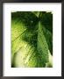 Acer Pseudoplatanus (Simon, Louis Frere) Sycamore by Mark Bolton Limited Edition Print