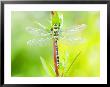 Common Hawker, Newly Emerged Male On Plant, Uk by Mike Powles Limited Edition Print