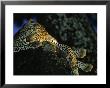 Leopard At Rest In Tree, Malamala Game Reserve, South Africa by Roger De La Harpe Limited Edition Print