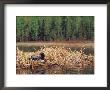 Loon On Nest In Water by Mike Robinson Limited Edition Print