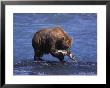 Grizzly Bear With Salmon In Mouth, Alaska by Lynn M. Stone Limited Edition Pricing Art Print