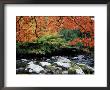 Dogwood In Fall Colour Over Middle Prong Of Little River, Usa by Willard Clay Limited Edition Pricing Art Print