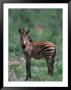 Burchell's Zebra Foal, Equus Burchelli, Tanzania by Robert Franz Limited Edition Pricing Art Print