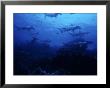 Scalloped Hammerhead Shark, Group, Galapagos by Gerard Soury Limited Edition Print