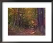 Autumn Trees In Vermont by Sally Brown Limited Edition Print