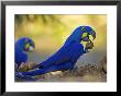 Hyacinth Macaws, Parrots Eating Brazil Nuts, Brazil by Roy Toft Limited Edition Print