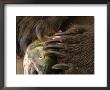 Close-Up Alaskan Brown Bear (Ursus Arctos) Claws With Salmon by Roy Toft Limited Edition Print