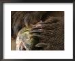 Close-Up Alaskan Brown Bear (Ursus Arctos) Claws With Salmon by Roy Toft Limited Edition Print