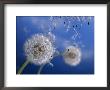Dandelions Blowing In The Wind by Henryk T. Kaiser Limited Edition Print