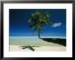 A Single Palm Tree Grows Horizontally Across The Beach by Jodi Cobb Limited Edition Print