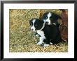 Border Collie Puppies by Inga Spence Limited Edition Pricing Art Print