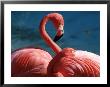 Pink Flamingos by Michele Burgess Limited Edition Print