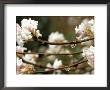 Viburnum Bodnantense by Lynn Keddie Limited Edition Print