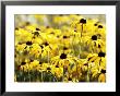 Rudbeckia Fulgida Deamii, Portrait Of Several Yellow Flowers by Lynn Keddie Limited Edition Print