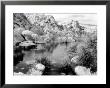 Barker Dam, Joshua Tree National Park, California, Usa by Janell Davidson Limited Edition Print