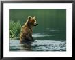 A Brown Bear Standing In Water Hunting For Salmon by Klaus Nigge Limited Edition Print