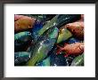 Fish Recently Caught, French Polynesia by Jean-Bernard Carillet Limited Edition Print