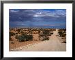 Un-Made Road Cutting Across Scrubby Plains, Kgalagadi Transfrontier Park, South Africa by Ariadne Van Zandbergen Limited Edition Pricing Art Print