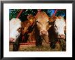 Calves Feeding In The Rural Town Of Kildale, North York Moors National Park, England by Grant Dixon Limited Edition Pricing Art Print