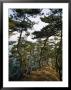 Windblown Trees by James L. Stanfield Limited Edition Print