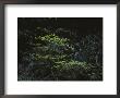Ferns Growing In The Olympic Peninsulas Temperate Rain Forest by Sam Abell Limited Edition Print