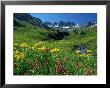 Wildflowers, American Basin by Russell Dohrmann Limited Edition Pricing Art Print