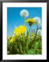 Dandelion, Flowers And Seed Heads, Spring by David Boag Limited Edition Print