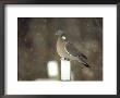 Wood Pigeon, Columba Palumbus On Gravestone In Snow South Yorkshire by Mark Hamblin Limited Edition Pricing Art Print