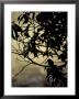 The Silhouette Of A Kingfisher Roosting In A Tree At Sunset by Jason Edwards Limited Edition Print