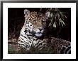 Jaguar Portrait Of Face And Ears, Beautiful Fur Coat Markings, Australia by Jason Edwards Limited Edition Pricing Art Print