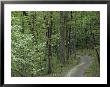 Path Cutting Through The Woods, Blue Ridge Mountains, Virginia by Kenneth Garrett Limited Edition Pricing Art Print