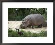 Hippo At The Toledo Zoo by Joel Sartore Limited Edition Print