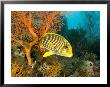 Ribbon Sweetlipsfish By A Sea Fan, Bali, Indonesia by Tim Laman Limited Edition Print