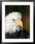 Close Portrait Of A Bald Eagle, Alaska by Ralph Lee Hopkins Limited Edition Pricing Art Print