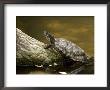 Closeup Of An Unidentified Turtle Swimming To A Log, Singapore by Tim Laman Limited Edition Print