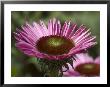 Close-Up Of An Echinacea Flower, Groton, Connecticut by Todd Gipstein Limited Edition Print