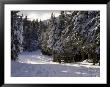 Alpine Ski Trail On Wildcat Mountain by Tim Laman Limited Edition Pricing Art Print