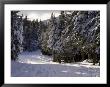Alpine Ski Trail On Wildcat Mountain by Tim Laman Limited Edition Print