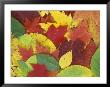Fall Color Leaves In Door County, Wisconsin by Rich Reid Limited Edition Print