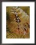 A Close View Of A Christmas Tree Worm by Raul Touzon Limited Edition Print