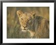 Lioness, Panthera Leo, Kruger National Park, South Africa, Africa by Ann & Steve Toon Limited Edition Print
