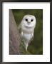 Female Barn Owl, Tyto Alba, World Owl Trust, Muncaster Castle, Ravenglass, Cumbria, Uk, Captive by Ann & Steve Toon Limited Edition Pricing Art Print