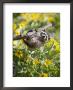 Captive Baby Raccoon Hanging On To A Branch Among Arrowleaf Balsam Root, Bozeman by James Hager Limited Edition Print