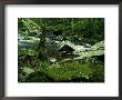 Moss Covered Boulders Along Little River, Tn by Willard Clay Limited Edition Print