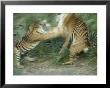 Two Fighting Sumatran Tigers In Blurred Motion by Jason Edwards Limited Edition Pricing Art Print