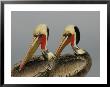 Two Brown Pelicans Preening In Rhythm, La Jolla, California, Usa by Arthur Morris Limited Edition Print
